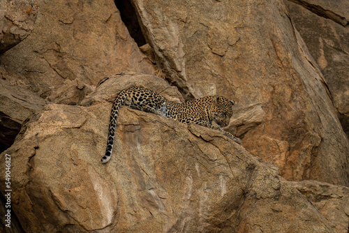 Leopard lying on rocky ledge staring below