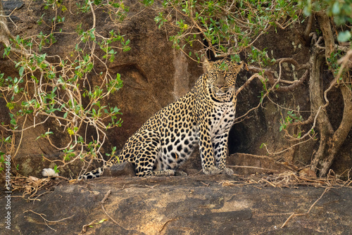 Leopard sits on rocky ledge among bushes