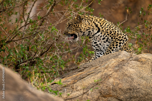 Leopard sits snarling on rock by bush