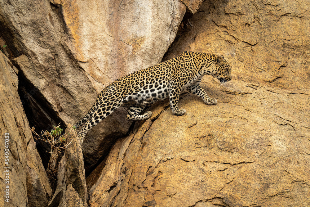 Leopard stretches to cross gap in rocks Leopard stretches to cross gap in rocks