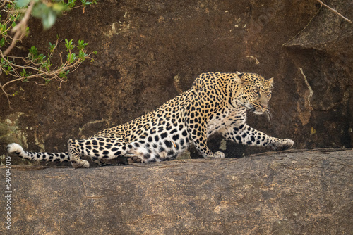 Leopard stretches out on rock beside bush