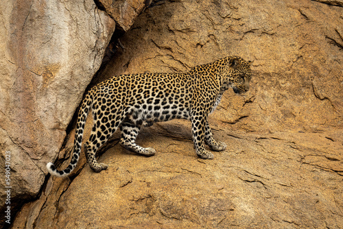 Leopard stands on sheer rock staring down photo