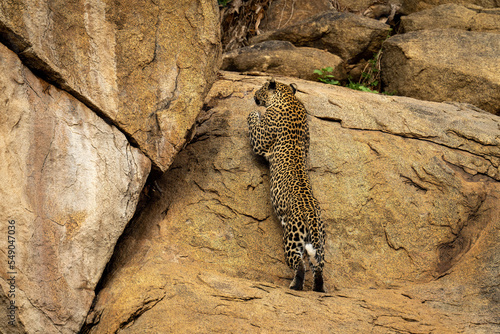 Leopard stretches full-length jumping up steep rockface