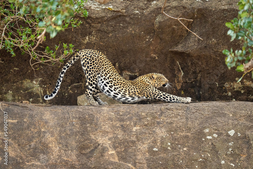 Leopard stretches back on ledge closing eyes