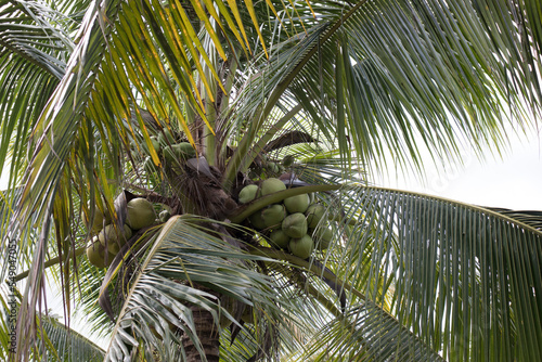 coconut on the tree.