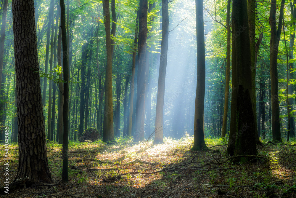 Obraz premium Misty morning in the green forest