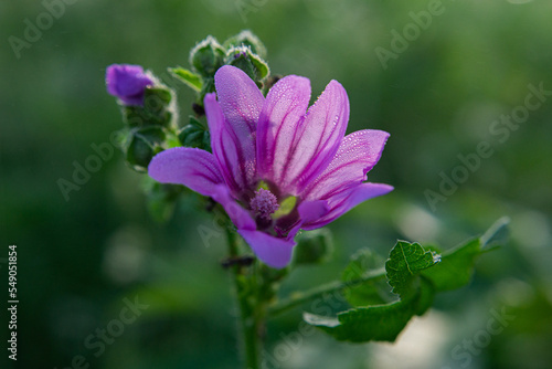 Cranesbill