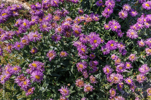 Aster Alpinus Small herbaceous, Spontaneous Perennial Plant of Alpine pastures belonging to the Asteraceae Family