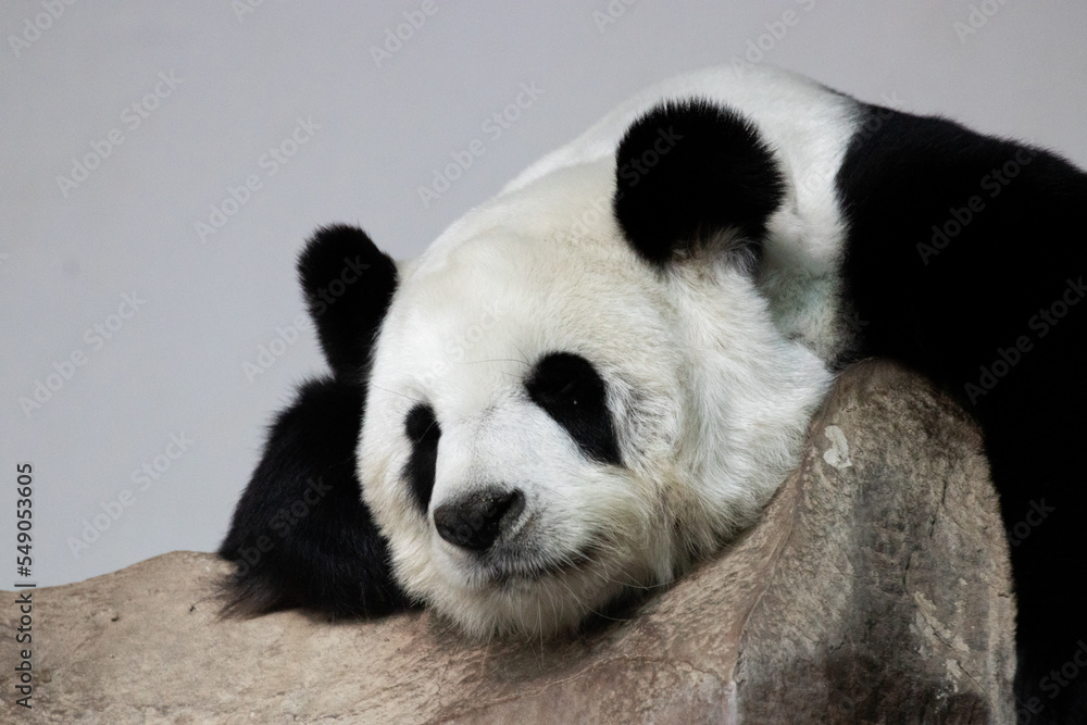 Fototapeta premium A portrait of sweet Panda in Thailand, Lin Hui