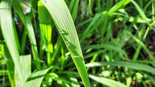 dew on grass