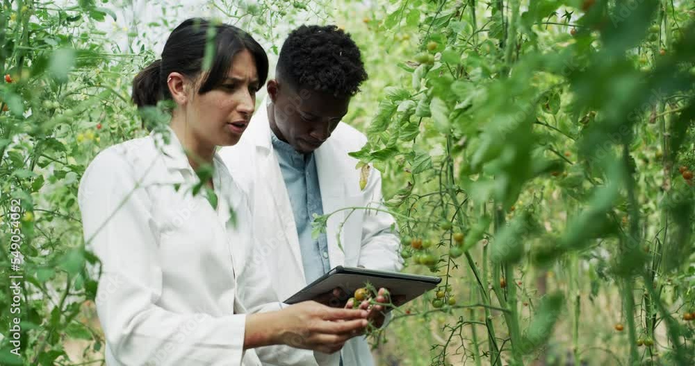 Science, agriculture and man with woman in greenhouse, plant analysis and agro research. Nature, sustainability and scientist team check plants, future growth and development in sustainable farming. Science, agriculture and man with woman in greenhouse, plant analysis and agro research. Nature, sustainability and scientist team check plants, future growth and development in sustainable farming.