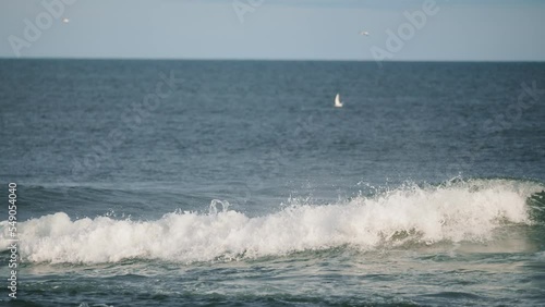 Flock of Arctic Tern bird or Kria bird flying hover and foraging fish over surface sea in summer photo