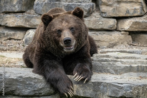 Εκτύπωση καμβά Closeup shot of a Bear in Domain of the Caves of Han