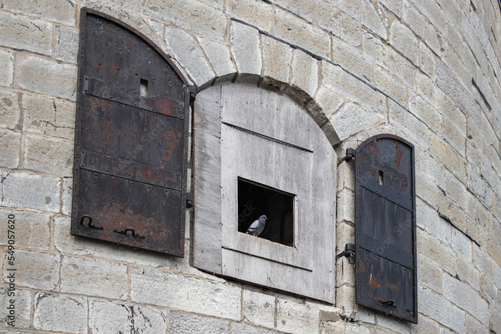 Fototapeta premium A pigeon perched in a window at Shoal Tower at Confederation Basin Marina.