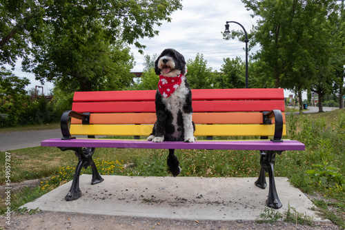 Portuguese Water Dog sitting on a rainbow bench in a park © Lynda