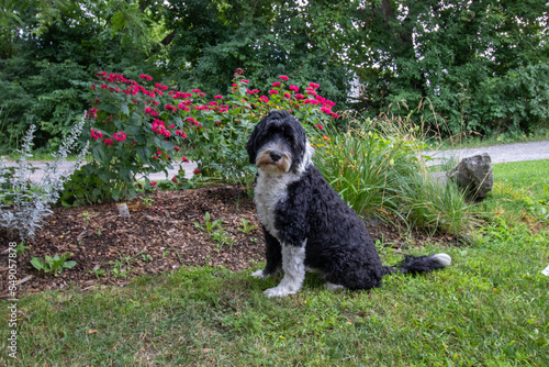 Portuguese Water Dog sitting beside a flower garden