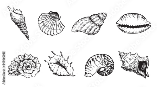 Hand drawn seashells set. Various sea shells types. Best for using in nautical and marine themed designs. Sketch style drawings collection. Vector illustrations.