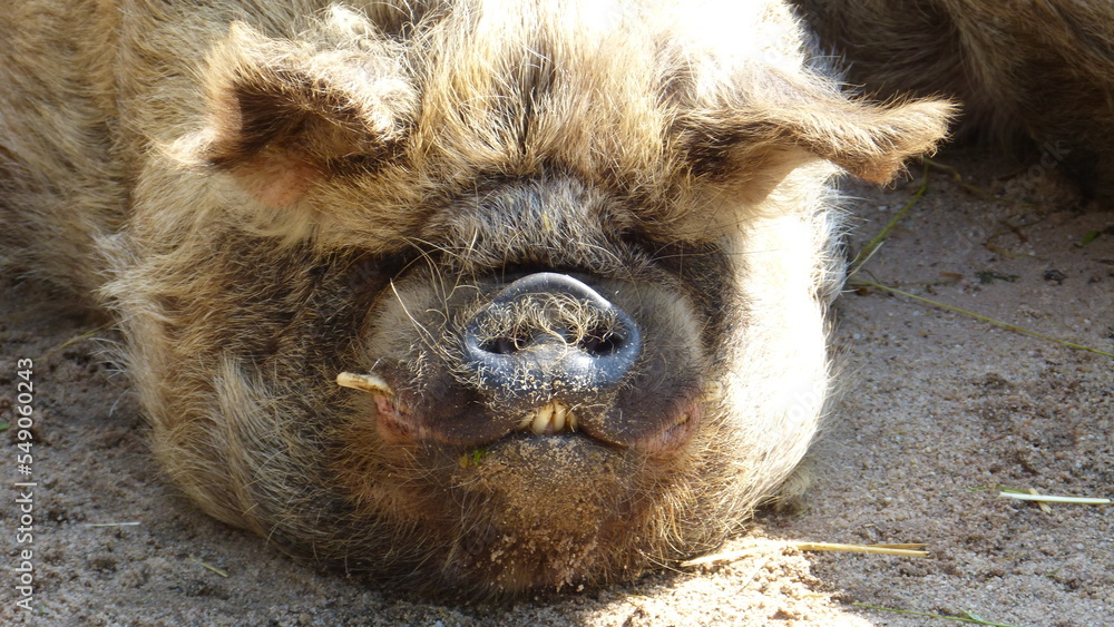 Obraz premium Säugetiere