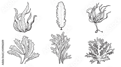 Hand drawn sketch style various seaweed set. Best for educational and marine, nautical designs. vector illustrations collection.
