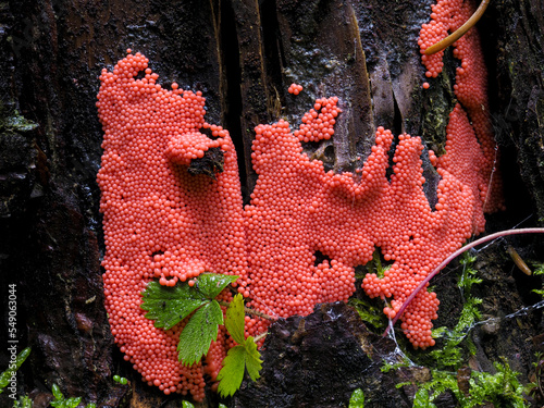 Stielschleimpilz (Arcyria ferruginea) photo