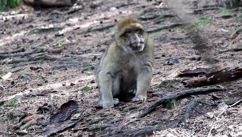 Moroccan Berber monkey sitting in forest