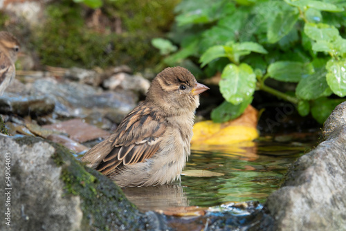 Haussperling photo