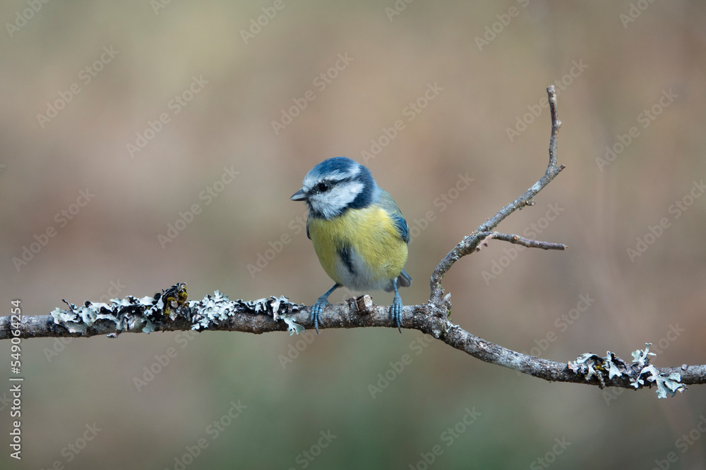 Fototapeta premium Blaumeise (Cyanistes caeruleus)