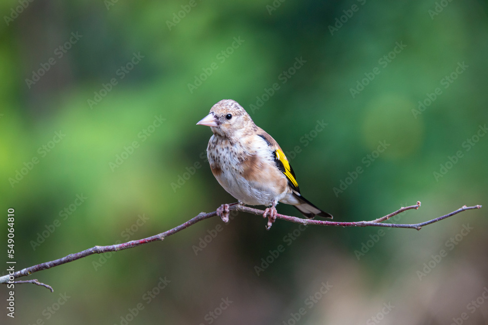 Stieglitz (Carduelis carduelis)