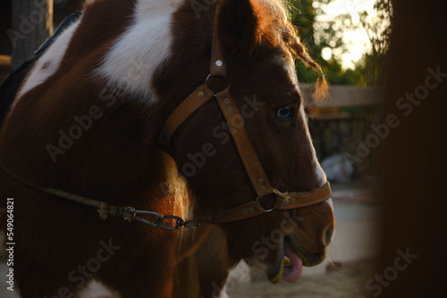 close up of brown baby horse at horse farm