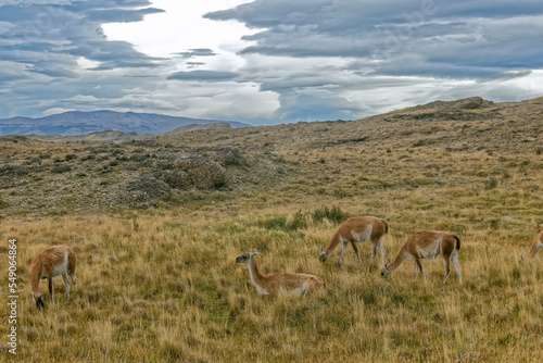 Chile – llamas in the mountains.