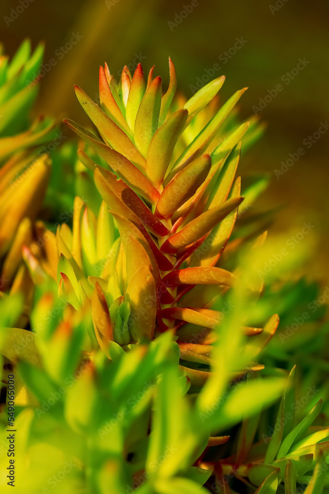 nature photos with flowers, cacti and trees nature photos with flowers, cacti and trees