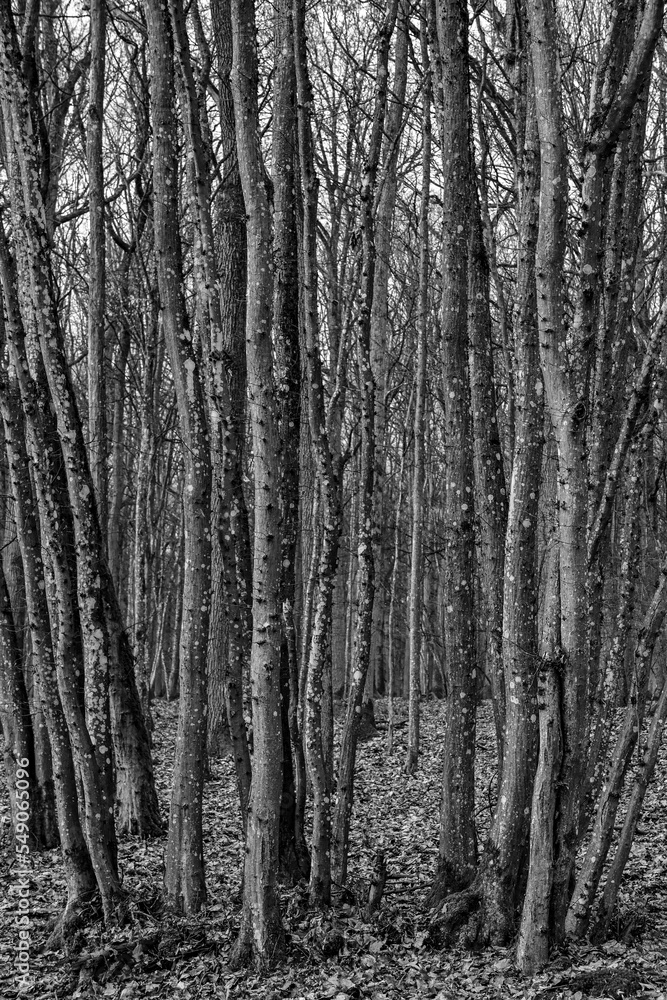 Fototapeta premium Trees and lime trees in the forest in winter in black and white