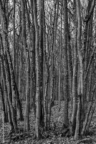 Trees and lime trees in the forest in winter in black and white
