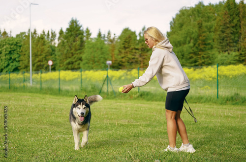 A girl plays with a husky dog ​​with a tennis ball in nature in the summer.