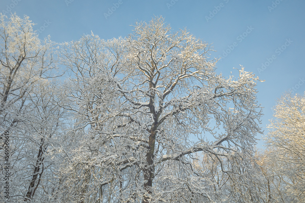 Tops of snowy trees in the park on cold and sunny winter day Tops of snowy trees in the park on cold and sunny winter day