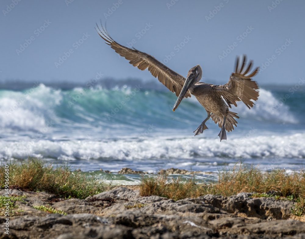 Flying brown pelican with opened wings and long beak on with big waves of the Caribbean Sea in the background with blue sky on a sunny day in Sian Kaan national park Flying brown pelican with opened wings and long beak on with big waves of the Caribbean Sea in the background with blue sky on a sunny day in Sian Kaan national park