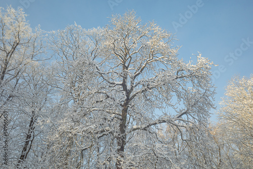 Tops of snowy trees in the park on cold and sunny winter day 