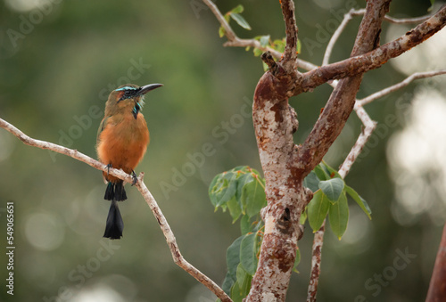 motmot bird with reddish feathers perched on a branch of a red bark tree in the tropical jungle in Tulum on a cloudy day with blurry background  © Cualera