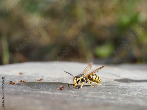 Mittlere Wespe (Dolichovespula media) photo