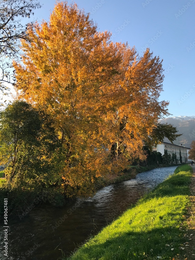 Obraz premium autumn trees in the park