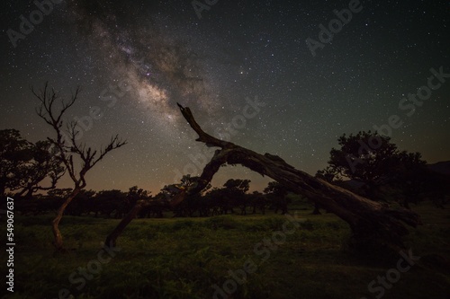 Fototapeta Broken tree with the Galactic core on a moonlit night at Fanal Forest in the background