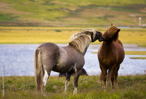 Iceland Horses