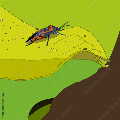 Bug on a Leaf