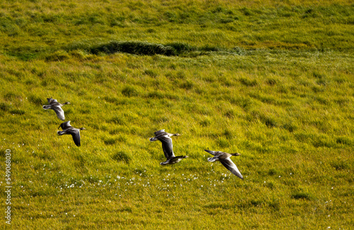 Flying Ducks