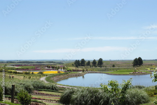 View of a field of flowers