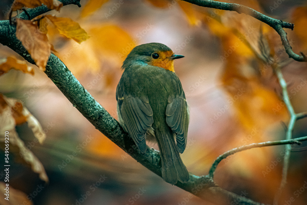 Naklejka premium Robin in Scotland.