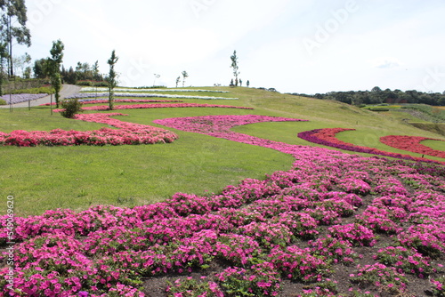 Field of colorful flowers  © Lore Poleto