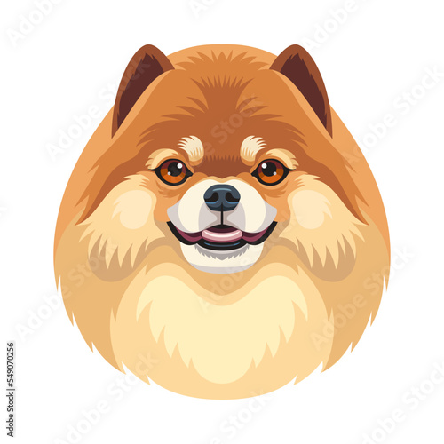 Vector portrait of cute pomeranian spitz dog isolated on white background, adorable puppy illustration, T-shirt print design template.