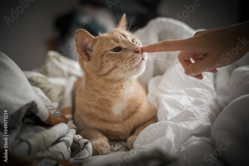 Female hand playing with a cute ginger cat on the bed