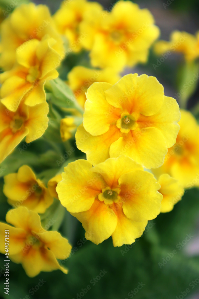Yellow primrose flowers in a pot Yellow primrose flowers in a pot